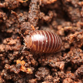 Cbb Onomeris sinuata “True American Pill Millipedes “